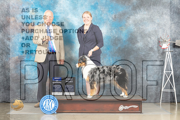Australian Shepherd #6 Sun BOW Judge Eric Liebes_MJ_4933_Amarillo_2022_HR3