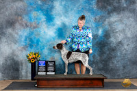 German Shorthaired Pointer #6 Sat  WBBOWM Judge Sharol Candace Way