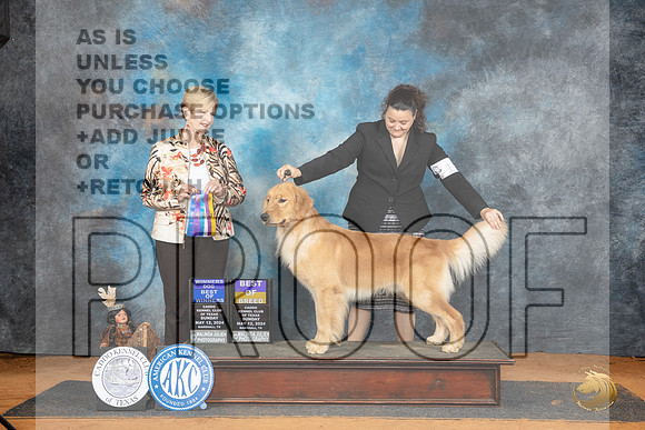 Golden Retriever #11 Sun WDBOWBOB Judge Karen Hynek__JP_8540_MARSHALL_2024_HR3