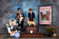 Norwich Terrier #27 Sat BSweeps Judge Chris Hillman