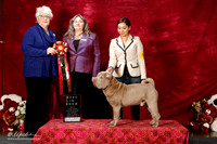 Chinese Shar Pei sat S1 Best in Show Adult Iris Gonzalez