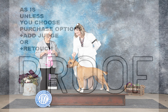 American Stoffirdshire #8 Sunn OHG1 Judge Gloria Kerr__JP_7910_Belton_2024_HR3