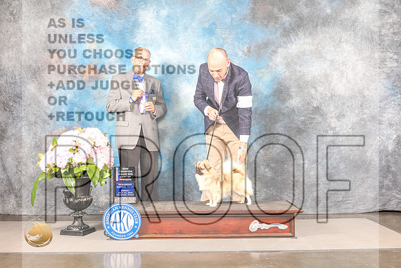 Tibetan Spaniel #14 SUN WB BOW NCH Major Judge Luis SosaTibetan Spaniel #14 SUN WB BOW NCH Major Judge Luis Sosa_MJ_7960_Houston_2022_HR3_Houston_2022_HR3