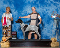 German Shorthaired Pointers #7 Thrs G2 Stanley Dr Richard Mrs Richard L Coonrod Agent Lucretia Coonrod Judge Mrs Patricia A Hess