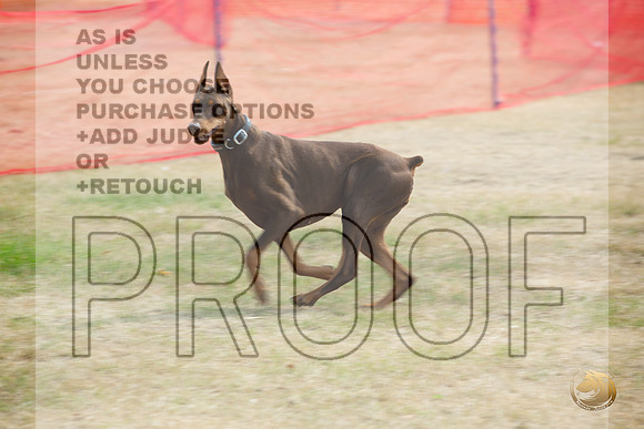 Precision Coursing Longview WA 2024 Doberman Pinscher # _JJL_3502_Longview WA_2024_HR3