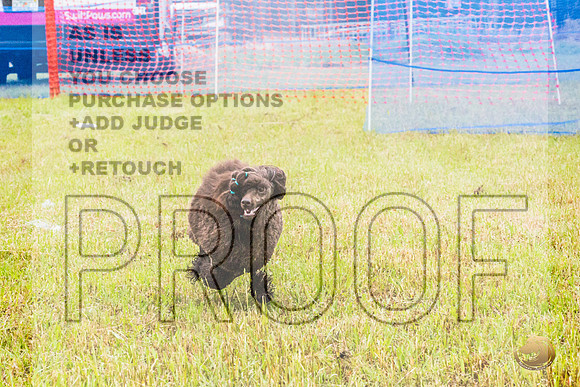 Poodle Std Misty Sat 3_JJL_1071_BatesvilleMS_2024_HR3