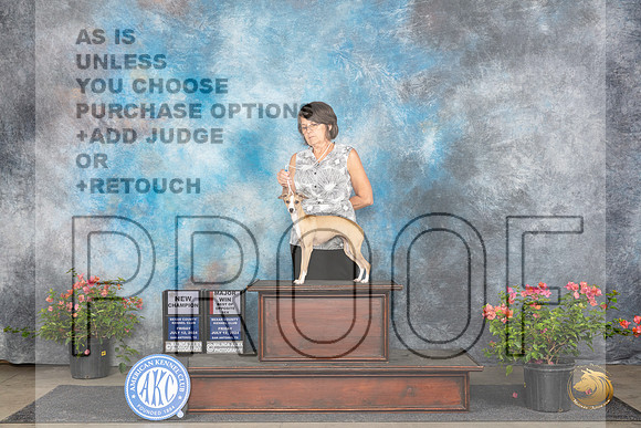 Italian Greyhound #20 Fri BOSMCH Judge Azalea Alvarez__JP_6167_San Antonio_2024_HR3