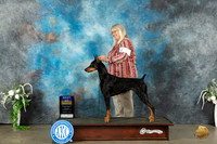 Doberman Pinscher #8 Sat WBBOB Judge Carolyn Herbel