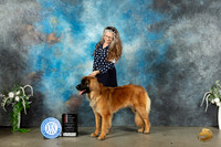Leonberger #6 Sat BOSWBM Judge Carolyn Herbel