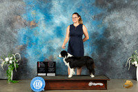 Border Collie #18 Sat BOSOHBOBGCH Judge Ken Buxton