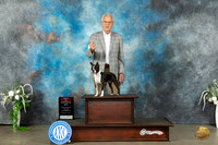 Boston Terrier #8 Sat BOS Judge Eugene Blake