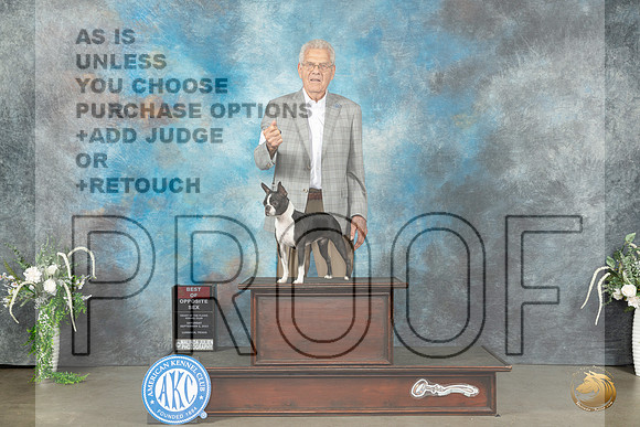 Boston Terrier #8 Sat BOS Judge Eugene Blake_JP_1188_Lubbock2023_HR3