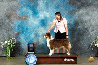 Australian Shepherd #12 Sat WB Judge Ken Buxton