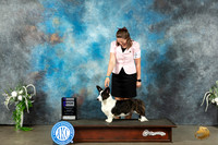 Cardigan Welsh Corgi #12 Sat WB Judge Ken Buxton