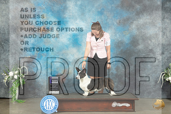 Cardigan Welsh Corgi #12 Sat WB Judge Ken Buxton_JP_1194_Lubbock2023_HR3