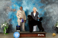 Poodle Std #9 Sat BOW Judge Eugene Blake