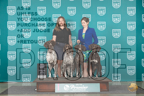 German Shorthaired Pointer #771 Wed BBE Judge Jeane Hegar__JP_2366_Premier_2024_HR3