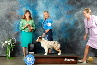 Australian Shepherd #15 Sat PG2 Judge Anne Barlow