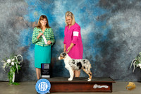 Australian Shepherd #14 Sat PBOS Judge Anne Barlow