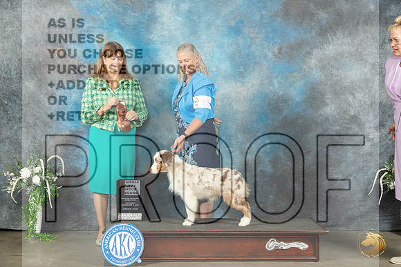 Australian Shepherd #15 Sat PG2 Judge Anne Barlow_JP_1455_Lubbock2023_HR3
