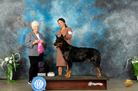 Beauceron #5 Sat OHG1 Judge Gloria Kerr