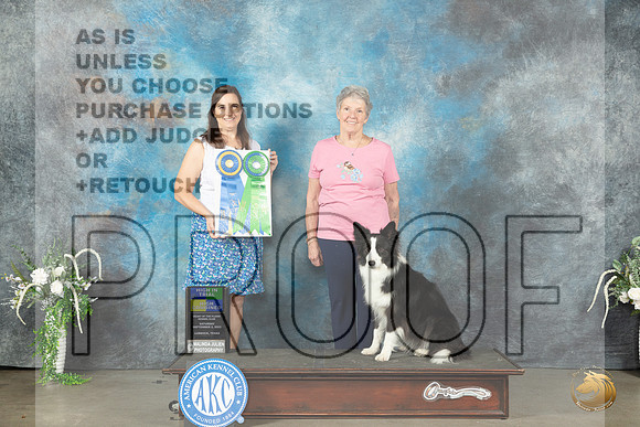 Border Collie #31 Sat HIT HC Judge Cathy Caballero_JP_1343_Lubbock2023_HR3