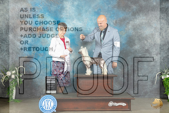 Chinese Crested #9 Sat G4 Judge Donna Buxton_JP_1655_Lubbock2023_HR3
