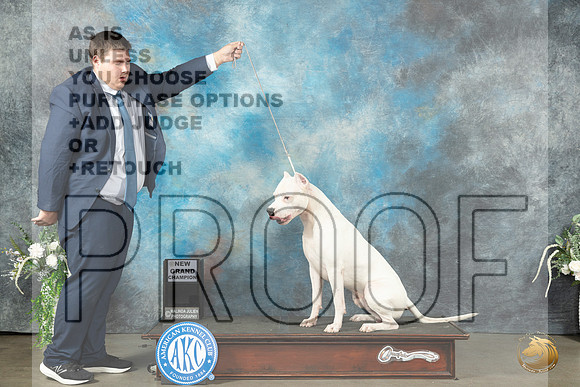 Dogo Argentino Sat_JP_1313_Lubbock2023_HR3