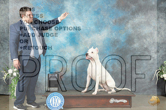 Dogo Argentino Sat_JP_1320_Lubbock2023_HR3