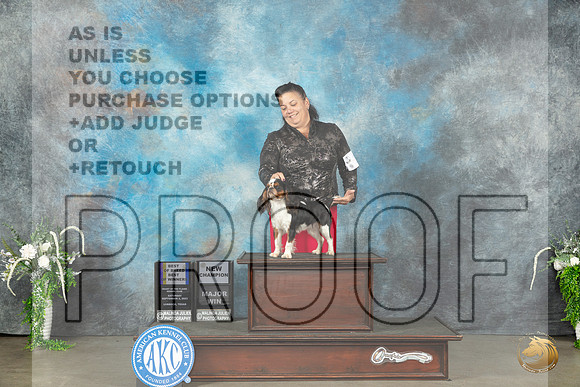 English Toy #16 Sat BOBBOWCH Judge Carolyn Herbel_JP_1572_Lubbock2023_HR3