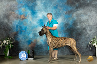 Great Dane #14 Sat OHG2 Judge Ken Buxton