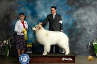 Great Pyrenees #5 Sat G3 Judge Donna Buxton