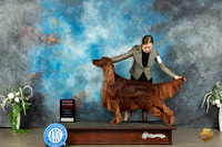 Irish Setter #5 Sat G2 Judge Ken Buxton