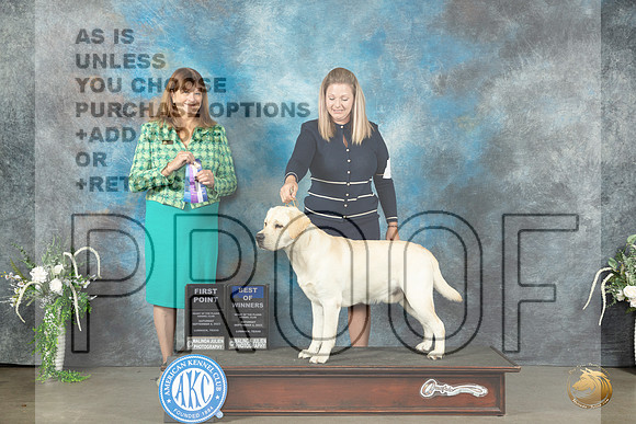 Labrador Retriever #5 Sat BOW Judge Anne Barlow_JP_1428_Lubbock2023_HR3