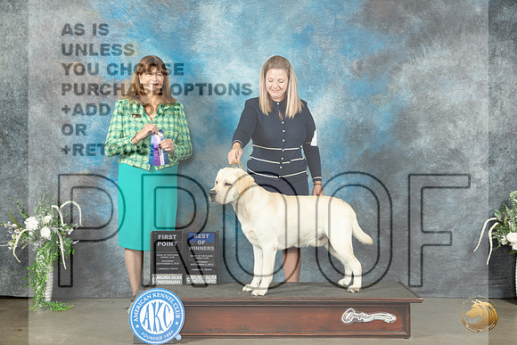 Labrador Retriever #5 Sat BOW Judge Anne Barlow_JP_1429_Lubbock2023_HR3