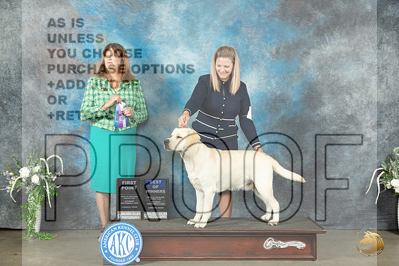 Labrador Retriever #5 Sat BOW Judge Anne Barlow_JP_1436_Lubbock2023_HR3