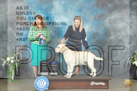 Labrador Retriever #5 Sat BOW Judge Anne Barlow_JP_1437_Lubbock2023_HR3