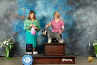 Miniature Schnauzer #5 Sat OHG1 Judge Anne Barlow