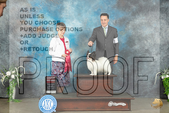 Papillon #7 Sat G2 Judge Donna Buxton_JP_1642_Lubbock2023_HR3