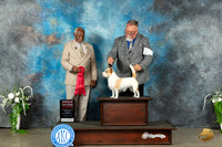 Portuguese Podengo Pequeno #6 Sat G2 Judge Eugene Blake