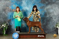 Redbone Coonhound #5 Sat OHG2 Judge Anne Barlow