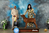 Redbone Coonhound #J600 BJr Judge Eugene Blake