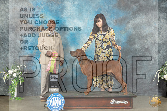 Redbone Coonhound #J600 BJr Judge Eugene Blake_JP_1350_Lubbock2023_HR3