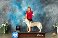Siberan Husky #9 Sat WD Judge Carolyn Herbel