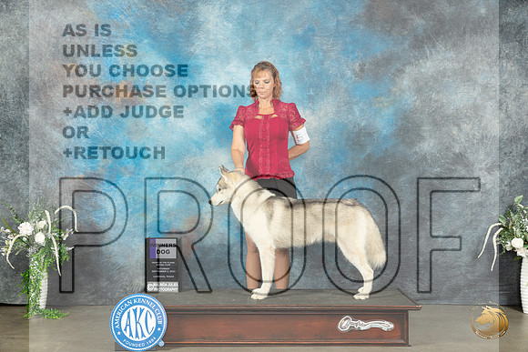 Siberan Husky #9 Sat WD Judge Carolyn Herbel_JP_1486_Lubbock2023_HR3