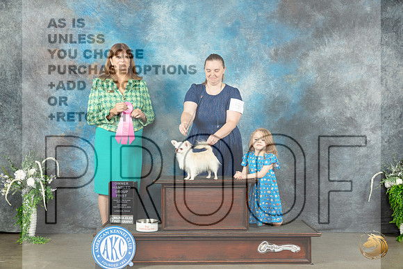 Chihuahua Long Coat #5 Sat OHG1 Judge Anne Barlow_JP_1714_Lubbock2023_HR3