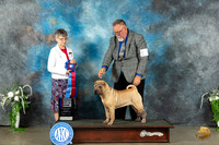 Chinese Shar Pei #6 Sat RBIS Judge Donna Buxton