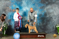 Lakeland Terrier #5 Sat BIS Judge Donna Buxton