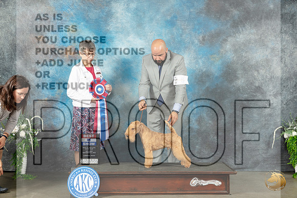 Lakeland Terrier #5 Sat BIS Judge Donna Buxton_JP_1719_Lubbock2023_HR3
