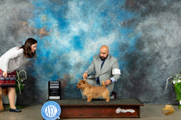 Norwich Terrier #5 Sat G4 Judge Carolyn Herbel